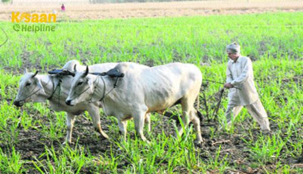 6 जनवरी से शुरू होने वाले 3 महीने के किसान कल्याण मिशन के दौरान योगी सरकार प्रत्येक जिले में 100 प्रगतिशील किसानों को सम्मानित करेगी